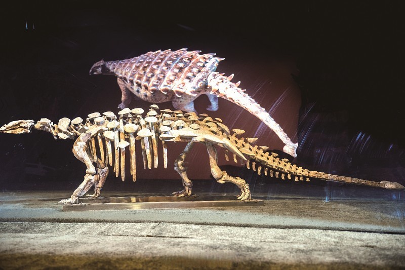 达泰龙化石标本